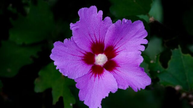 Centrepoint to cut ties with Sharon Osbourne after she backs Tommy Robinson rally