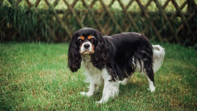 King Charles to reveal personal tax bill for first time as monarch
