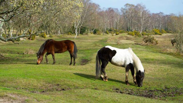 Child in serious condition after being kicked by pony in New Forest