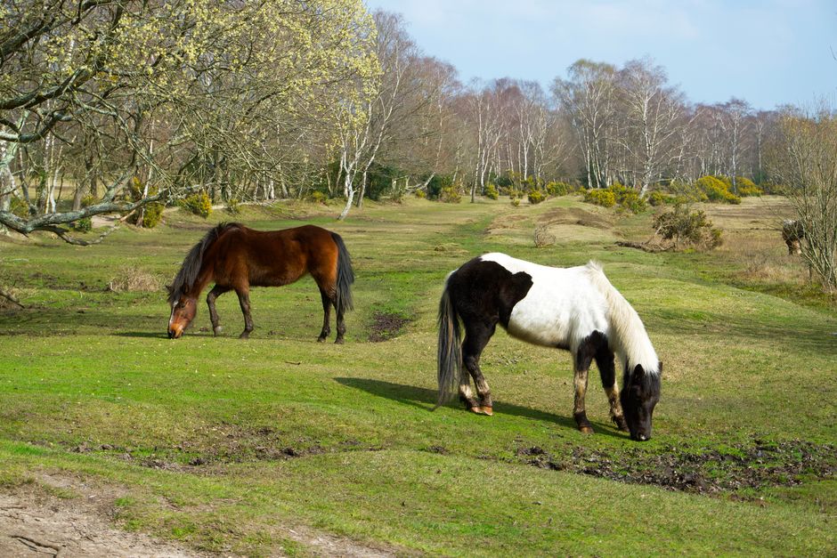 Child in serious condition after being kicked by pony in New Forest